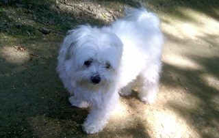 Pookie out on his daily walk